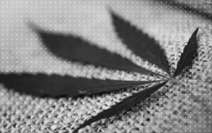 Foto em preto e branco com folha de maconha sobre tecido de cânhamo